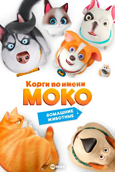 Корги по имени Моко. Домашние животные ()
